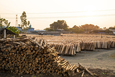 木片與木材加工廠的現代化轉型