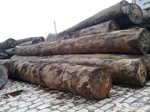 從傳統技藝到未來工廠 現代木材加工技術與前沿方法探析